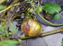 Zaraza ziemniaka na pomidorze. Objawy. Na liściach pomidorów w gruncie powstają zielonobrązowe, a na owocach brunatne twarde plamy. Rośliny szybko zamierają. Zabiegi. Od lipca do września opryskujemy rośliny co 7-10 dni jednym z preparatów: Cabrio Duo 112 EC, Polyram 70 WG, Ridomil Gold MZ Pepite 67,8 WG, Timorex Gold 24 EC lub Signum 33 WG. SONY DSC8BIM%WuX`z8BIM:printOutputPstSboolInteenumInteClrmprintSixteenBitboolprinterNameTEXTprintProofSetupObjcUstawienie prbyproofSetupBltnenumbuiltinProofproofCMYK8BIM;