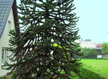 W Mrzezinie koło Pucka rośnie w gruncie dorodna araukaria chilijska, jedna z największych w Polsce. Obok niej piękny okaz aukuby - rośliny równie wrażliwej na mróz.