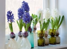 Te specjalne wazony pozwalają na 'pędzenie' hiacyntów i eksponują urodę ich cebul oraz korzeni. Te specjalne wazony pozwalają na 'pędzenie' hiacyntów i eksponują urodę ich cebul oraz korzeni.