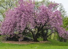 Wiśnie japońskie osiągają wysokość 5-8 metrów; lubią stanowiska nasłonecznione