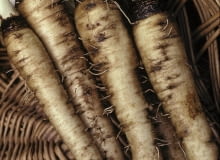 Salsifis 'Mammouth' (Tragopogon porrifolium) SLOWA KLUCZOWE: Asteraceae Flechtkorb Gem´se H´lsenfrucht Korb Pflanze Pflanzen Portrait Stilleben Stillleben Stills Tragopogon porrifolius vertikal