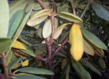 Chore rododendrony. Fot. 6