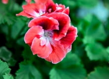 Pelargonia angielska