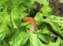 Ślimak na sałacie Ślimak na sałacie