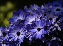 Czubatka ubiorkolistna Czubatka ubiorkolistna