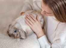 Małe zwierzęta domowe - królik Małe zwierzęta domowe