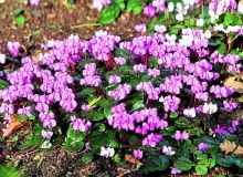 CYKLAMEN DYSKOWATY poznamy po niemal okrągłych liściach i szerokich płatkach CYKLAMEN DYSKOWATY poznamy po niemal okrągłych liściach i szerokich płatkach