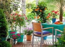 Winter garden room with Citrus limon, Pelargonium, Tibouchina and Phoenix roebelenii