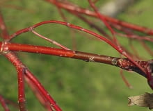 nagłe zamieranie roślin nagłe zamieranie roślin