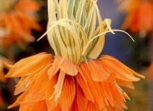 Szachownica Aureomarginata. Szachownica cesarska. Kwiaty cebulowe Szachownica Aureomarginata. Kwiaty cebulowe