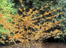 Oczar pośredni 'Aphrodite' rozrasta się szeroko, a jego kwiaty gęsto pokrywają gałązki Oczar pośredni 'Aphrodite' rozrasta się szeroko, a jego kwiaty gęsto pokrywają gałązki