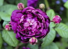 rosa gallica rosa gallica