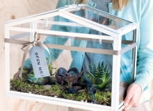 Co posadzić w domowej szklarence Co posadzić w domowej szklarence