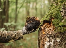 Błyskoporek podkorowy Błyskoporek podkorowy