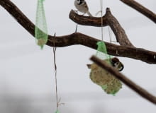 29.01.2008 STRY RAMUL LESNICZOWKA KARMIK DLA PTAKOW . FOT. TOMASZ WASZCZUK / AGENCJA GAZETA SLOWA KLUCZOWE: PTAKI ZYWNOSC ZIMA