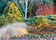 Ogród atrakcyjny zimą %Border at The Winter Garden, Bressingham Gardens, Norfolk, UK. Pennisetum alopecuroides Hameln left, Pinus strobus Reinshaus in front of Cornus sericea Cardinal. Betula Grayswood Ghost, Chamaecyparis lawsoniana Aurea Densa and Cupressus arizonica var. glabra Blue Ice and Bergenia.