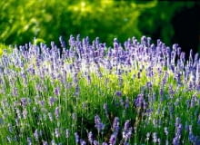 ROSLINY KWIATY LAWENDA