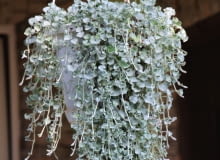 Dichondra argentea Dichondra argentea