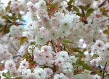 Wiśnia piłkowana (Prunus serrulata)