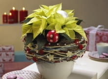 Gwiazda betlejemska. Stroiki bożonarodzeniowe. Roślina w osłonce z kryzą plecioną z gałązek, filcowych sznurków i drucików z koralikami Gwiazda betlejemska. Stroiki bożonarodzeniowe. Roślina w osłonce z kryzą plecioną z gałązek, filcowych sznurków i drucików z koralikami