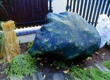 Zimozielone krzewy liściaste lepiej znoszą mroźną zimę, rosnąc w półcieniu. Jeśli mają słoneczne stanowiska, lepiej je okryć