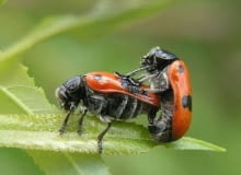 Moszenica czterokropka Moszenica czterokropka