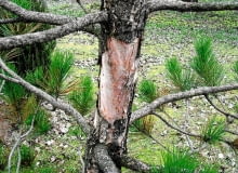 Niedożywiona sosna traci kondycję i zapada na różne choroby <Samsung NV3, Samsung VLUU NV3>