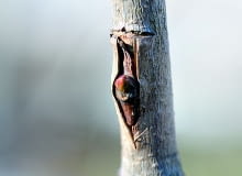 Oczko zrośnięte z podkładką dobrze przezimowało. Okulizacja lilaka