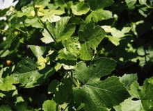 ROSLINY WINOROSL VITIS - SZKODNIK SZPECIEL PILSNIOWIEC FOT. GABRIEL LABANOWSKI PUBLIKACJA KWIETNIK NR 3 (147) - 3 2007 - KLINIKA ROSLIN SLOWA KLUCZOWE: ROSLINY SZKODNIKI