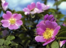 Róża dzika kwitnie obficie w maju i czerwcu