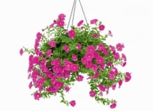 Balkon, z którego kolorową falą spływa bujny gąszcz kwiatów, z pewnością zwróci uwagę każdego przechodnia. <BR /> BALKONY. Surfinia jest obsypana okazałymi kwiatami w różnych kolorach - od bieli po granat; niektóre odmiany, przeważnie fioletowe, przyjemnie pachną. Dobrze rośnie w pełnym słońcu i w żyznej ziemi. Nie można zaniedbać nawożenia ani podlewania (podczas upałów nawet dwa razy dziennie), bo raz raz zasuszona padnie ofiarą chorób i szkodników. Źle znosi opady i wiatr, nie nadaje się więc na wysoko położone balkony, narażone na silne podmuchy. Balkon, z którego kolorową falą spływa bujny gąszcz kwiatów, z pewnością zwróci uwagę każdego przechodnia. <BR /> BALKONY. Surfinia jest obsypana okazałymi kwiatami w różnych kolorach - od bieli po granat; niektóre odmiany, przeważnie fioletowe, przyjemnie pachną. Dobrze rośnie w pełnym słońcu i w żyznej ziemi. Nie można zaniedbać nawożenia ani podlewania (podczas upałów nawet dwa razy dziennie), bo raz raz zasuszona padnie ofiarą chorób i szkodników. Źle znosi opady i wiatr, nie nadaje się więc na wysoko położone balkony, narażone na silne podmuchy.