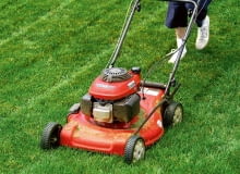 Murawę warto przycinać co kilka dni, by była młoda i delikatna, a po koszeniu pozostawało jej niewiele Murawę warto przycinać co kilka dni, by była młoda i delikatna, a po koszeniu pozostawało jej niewiele