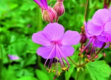 Wiosna: Bodziszek na nowo się zazielenia, a w maju rozwija karminowo-fioletowe kwiatki (o średnicy ok. 2,5 cm) z uroczymi długimi pręcikami.