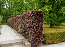 Buk czerwony - żywopłot Buk czerwony - żywopłot