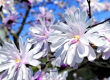 magnolia, w ogrodzie, krzewy, rośliny ogrodowe