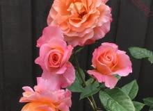 ‘Augusta Luise®’ ‘Augusta Luise®’