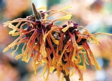 Hamamelis x intermedia 'Aphrodite'