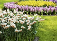 Kwiaty cebulowe najlepiej sadzić w grupach. Im większych, tym lepiej