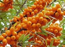 Owocujący rokitnik Owocujący rokitnik