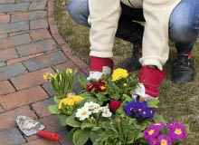 Wiosenne gatunki, które w pełnym rozkwicie trafiają do sprzedaży, warto wysadzić w ogrodzie, np. wzdłuż ścieżki przy domu. Wiosenne gatunki, które w pełnym rozkwicie trafiają do sprzedaży, warto wysadzić w ogrodzie, np. wzdłuż ścieżki przy domu.