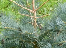 Ten młody świerk stracił latem igły na głównym pędzie i kilku odrostach. Ten młody świerk stracił latem igły na głównym pędzie i kilku odrostach.