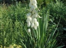Juka kalifornijska (Yucca filamentosa)