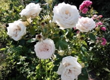 Róża wielkokwiatowa 'MADAME ANISETTE' Róża wielkokwiatowa 'MADAME ANISETTE'