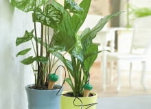 12.05.2006 WARSZAWA DLA CZTERY KATY ROSLINY DONICZKOWE ROSLINA DONICZKOWA PODLEWANIE PODLEWAC NAWADNIANIE NAWADNIAC STYLISTKA ANETA KOSIBA FOT. LUKASZ ZANDECKI / AGENCJA GAZETA PUBLIKACJA CZTERY KATY NR 7 (177) - 7.2006 SLOWA KLUCZOWE: WNETRZE OGRODNICTWO ROSLINY ZDJĘCIE DO WKŁADKI: PUBLIKACJA CZTERY KATY NR 7 (177) - CZASOPISMA