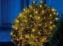 Obsypana diodami korona strzyżonego w kulę bukszpanu wygląda, jakby obsiadły ją świetliki.