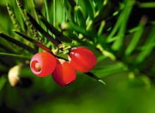 Nasiona cisu (w czerwonych osnówkach) kiełkują najlepiej, gdy przejdą przez układ pokarmowy ptaka i poddane zostaną działaniu soków trawiennych.