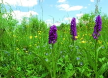 Kukułki na stanowisku naturalnym - ich siedlisko to podmokła łąka i dużo światła Kukułki na stanowisku naturalnym - ich siedlisko to podmokła łąka i dużo światła