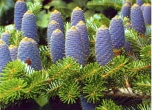 Iglaki. Sterczące w górę niebieskawe szyszki to najpiękniejsza ozdoba wszystkich jodeł Rośliny iglaste