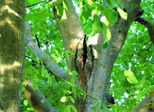 Ciągle pogłębiające się pęknięcie pomiędzy dużymi konarami grozi wyłamaniem jednego z nich, a nawet obu. Ciągle pogłębiające się pęknięcie pomiędzy dużymi konarami grozi wyłamaniem jednego z nich, a nawet obu.