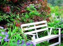 Kalina koralowa (Viburnum opulus) s